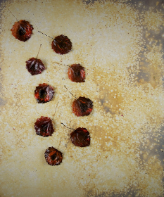 2018, 50x60 cm, Fliederbeersaft+Waschpulver+Blätter auf Leinwand